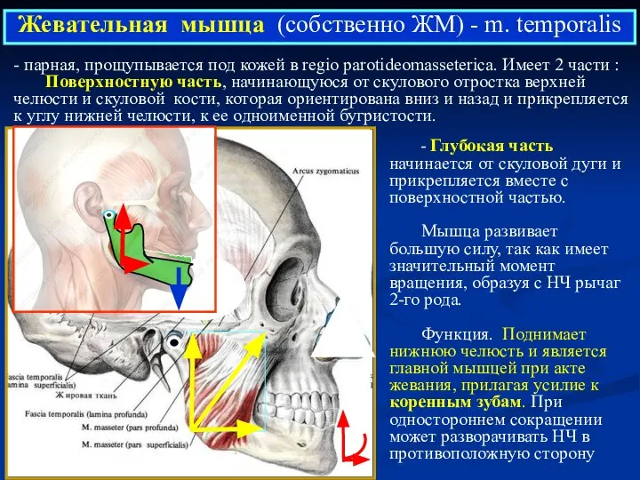 - Глубокая часть начинается от скуловой дуги и прикрепляется вместе с поверхностной