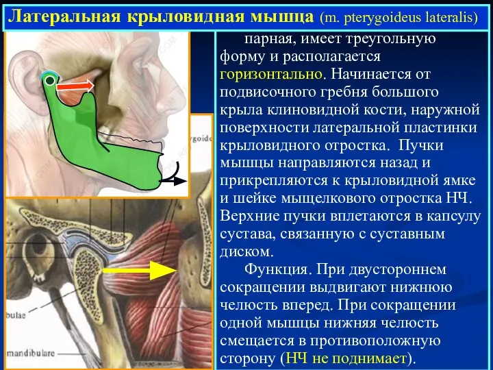 парная, имеет треугольную форму и располагается горизонтально. Начинается от подвисочного гребня большого