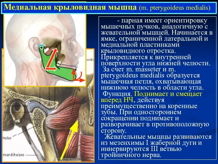 - парная имеет ориентировку мышечных пучков, аналогичную с жевательной мышцей. Начинается в