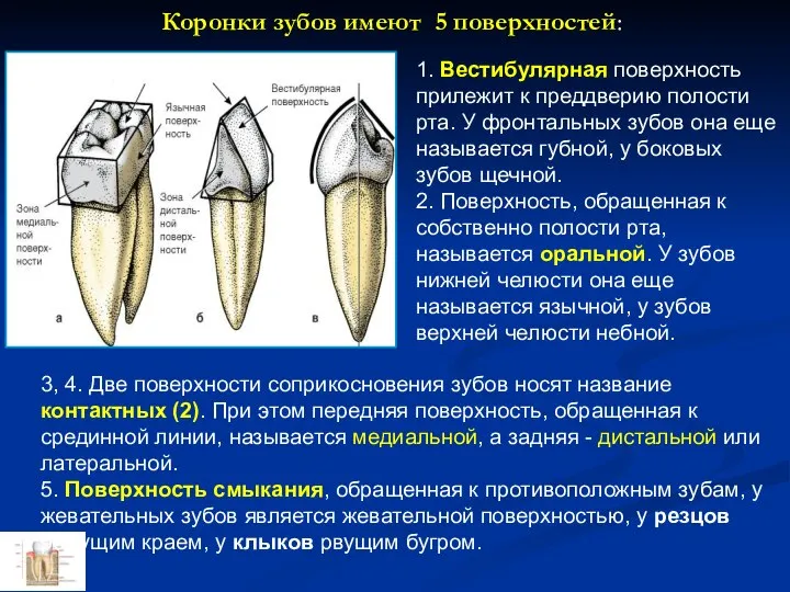 3, 4. Две поверхности соприкосновения зубов носят название контактных (2). При этом