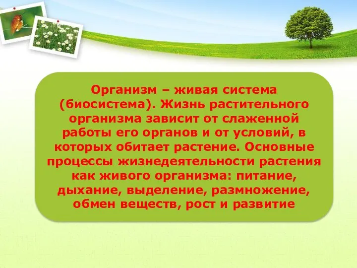 Организм – живая система (биосистема). Жизнь растительного организма зависит от слаженной работы