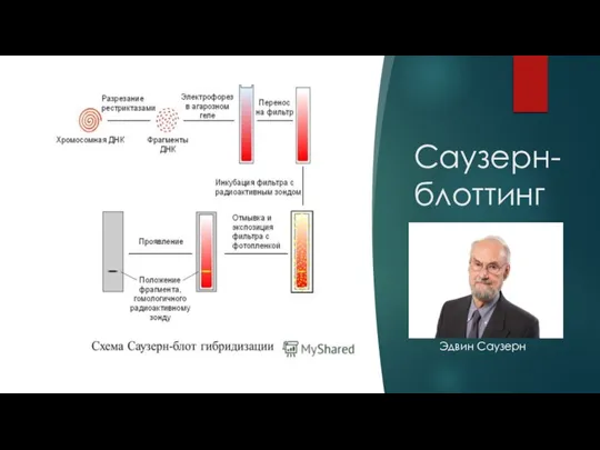 Саузерн-блоттинг Эдвин Саузерн