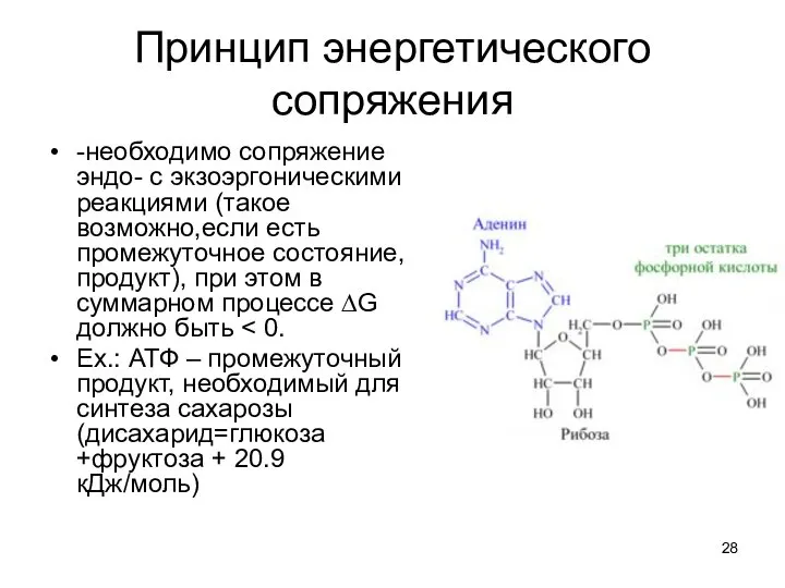 Принцип энергетического сопряжения -необходимо сопряжение эндо- с экзоэргоническими реакциями (такое возможно,если есть