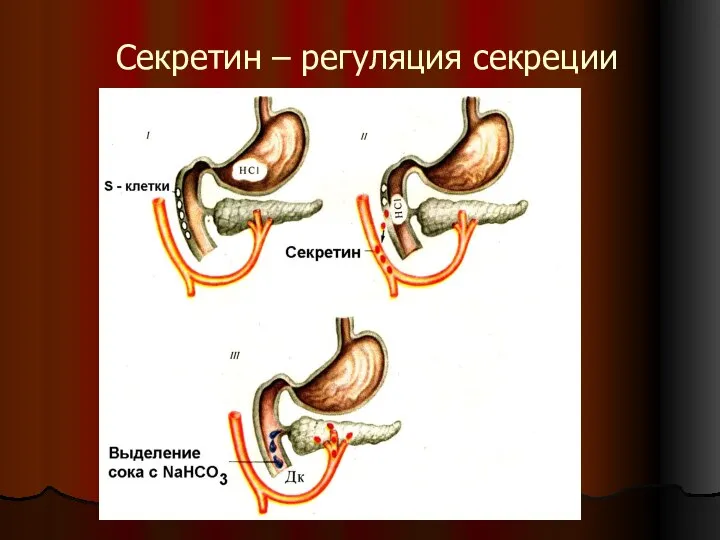 Секретин – регуляция секреции