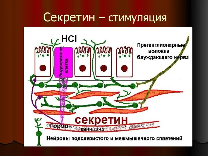 Секретин – стимуляция