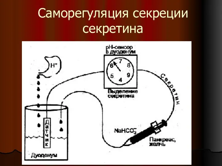 Саморегуляция секреции секретина