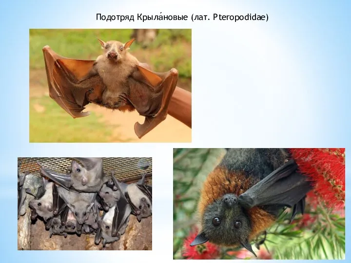 Подотряд Крыла́новые (лат. Pteropodidae)