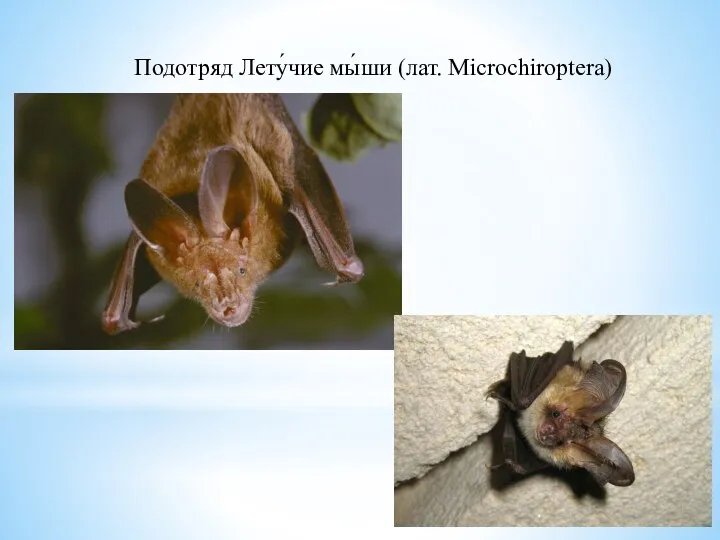 Подотряд Лету́чие мы́ши (лат. Microchiroptera)