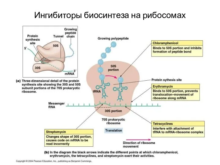 Ингибиторы биосинтеза на рибосомах