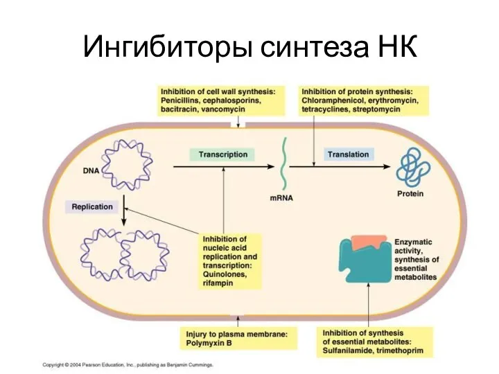 Ингибиторы синтеза НК