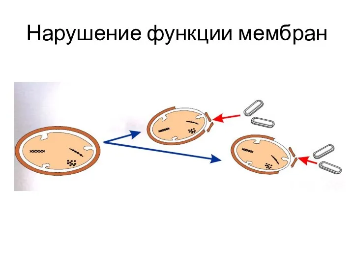 Нарушение функции мембран