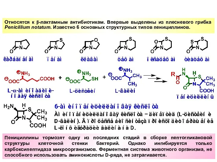 Относятся к β-лактамным антибиотикам. Впервые выделены из плесневого грибка Penicillium notatum. Известно