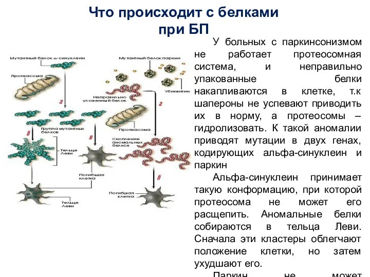 Что происходит с белками при БП У больных с паркинсонизмом не работает