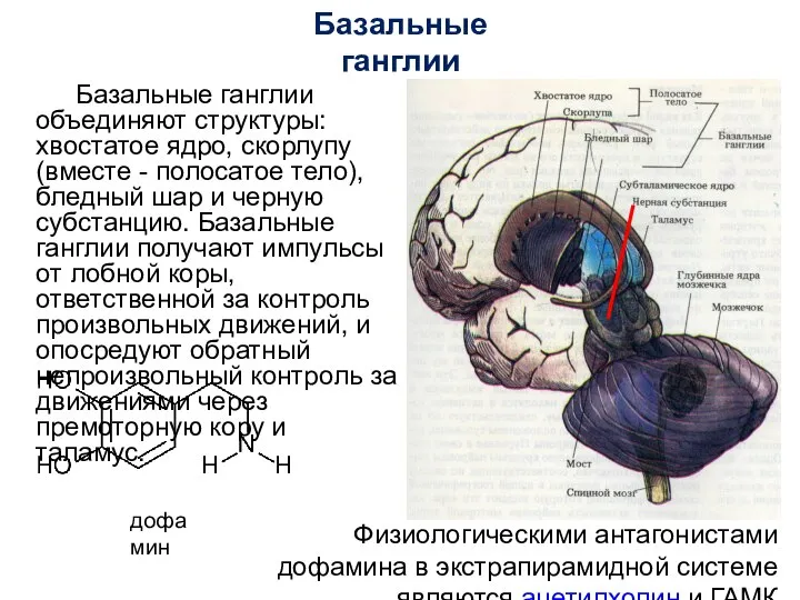 Базальные ганглии Базальные ганглии объединяют структуры: хвостатое ядро, скорлупу (вместе - полосатое