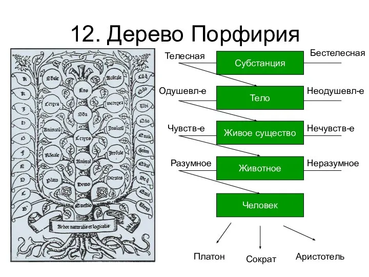 12. Дерево Порфирия Человек Животное Живое существо Тело Субстанция Платон Сократ Аристотель