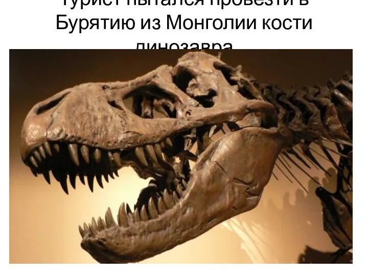 Турист пытался провезти в Бурятию из Монголии кости динозавра