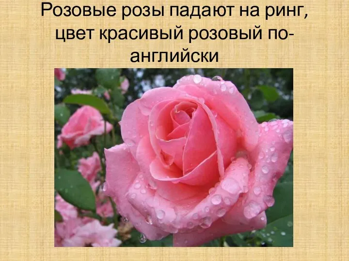 Розовые розы падают на ринг, цвет красивый розовый по-английски