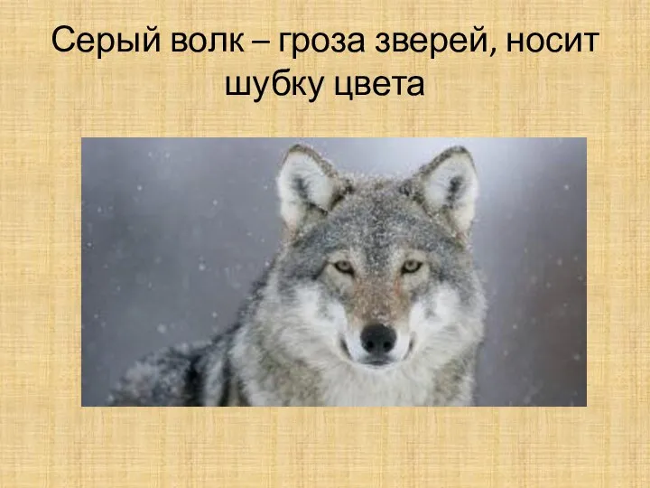 Серый волк – гроза зверей, носит шубку цвета