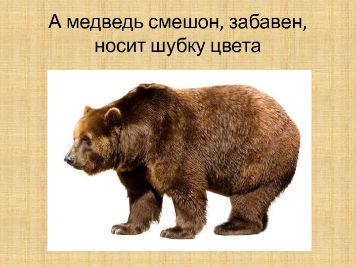 А медведь смешон, забавен, носит шубку цвета