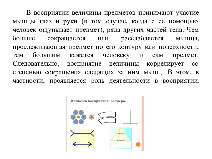 В восприятии величины предметов принимают участие мышцы глаз и руки (в том