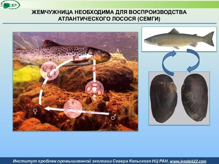 ЖЕМЧУЖНИЦА НЕОБХОДИМА ДЛЯ ВОСПРОИЗВОДСТВА АТЛАНТИЧЕСКОГО ЛОСОСЯ (СЕМГИ)