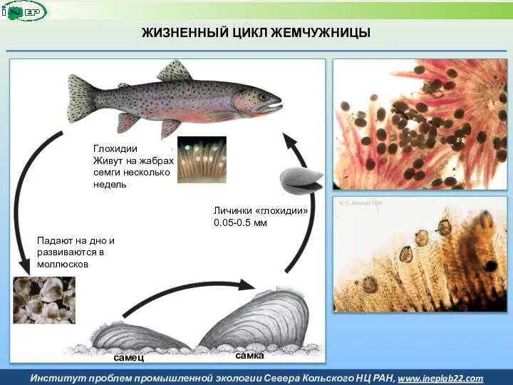 ЖИЗНЕННЫЙ ЦИКЛ ЖЕМЧУЖНИЦЫ самец самка Личинки «глохидии» 0.05-0.5 мм Глохидии Живут на