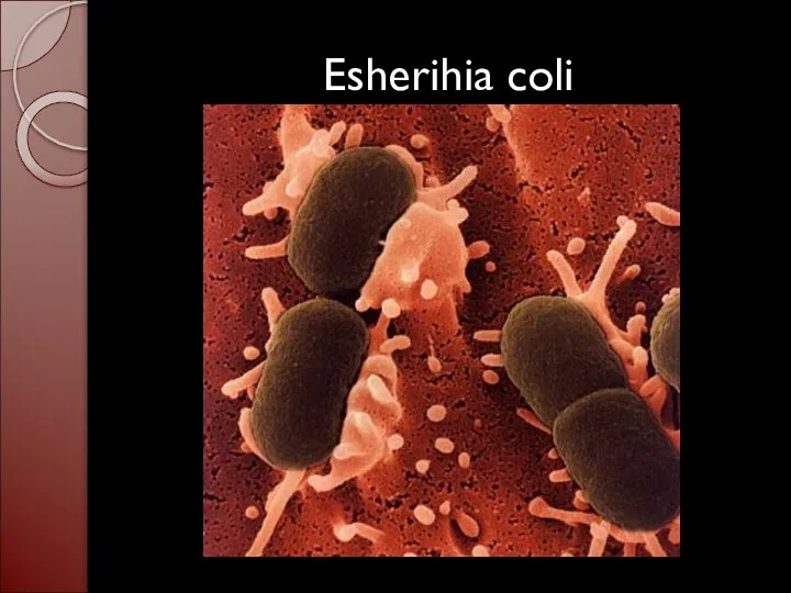 Esherihia coli