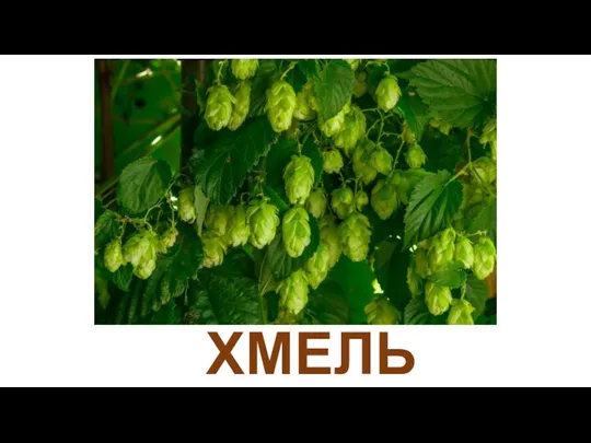 ХМЕЛЬ