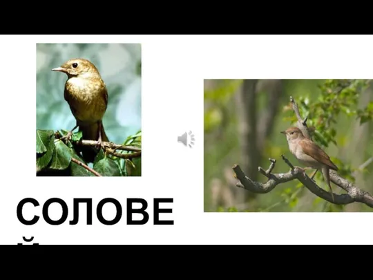 СОЛОВЕЙ