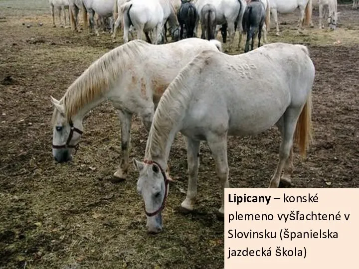 Lipicany – konské plemeno vyšľachtené v Slovinsku (španielska jazdecká škola)