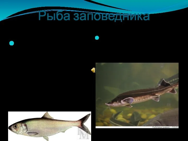 Рыба заповедника Астраханский заповедник - царство рыб и водоплавающих птиц. Здесь живут