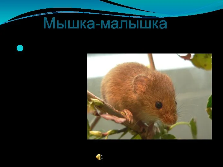 Мышка-малышка Тоже находится в заповеднике под охраной. Их численность очень мала!!!Вид вымирающий.