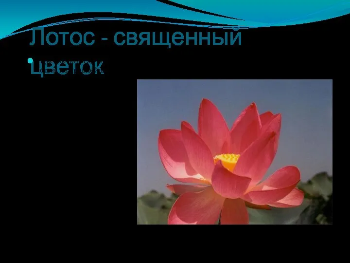 Лотос - священный цветок Цветок лотоса – это один из древнейших символов