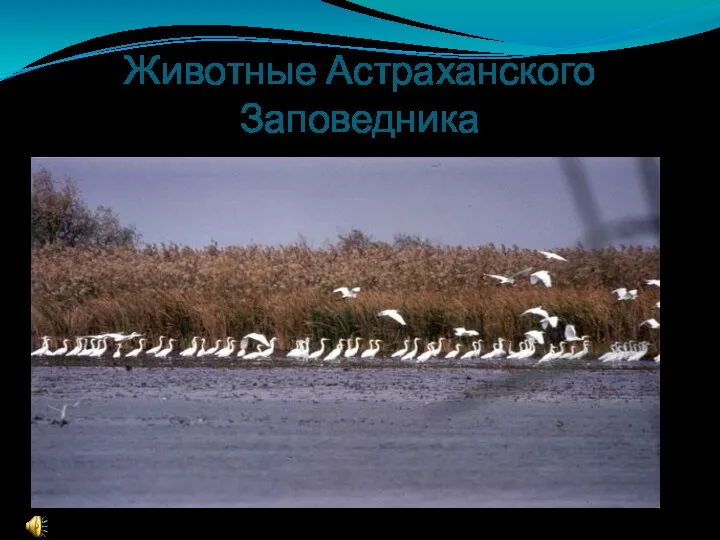Животные Астраханского Заповедника
