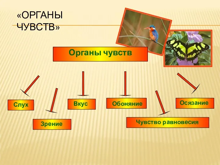 «ОРГАНЫ ЧУВСТВ» Органы чувств Слух Вкус Зрение Обоняние Осязание Чувство равновесия