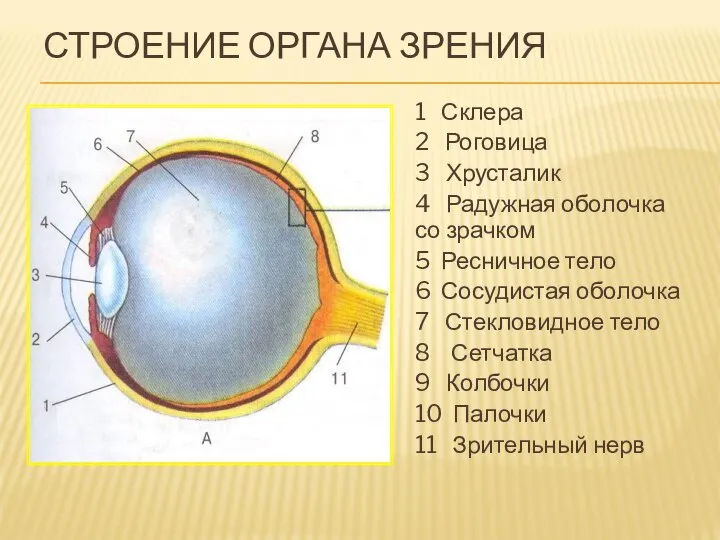 СТРОЕНИЕ ОРГАНА ЗРЕНИЯ 1 Склера 2 Роговица 3 Хрусталик 4 Радужная оболочка