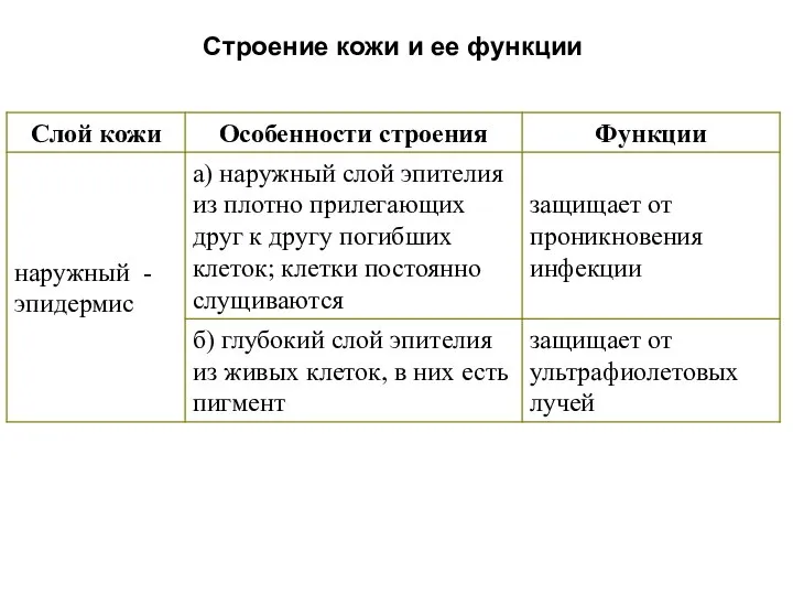 Строение кожи и ее функции