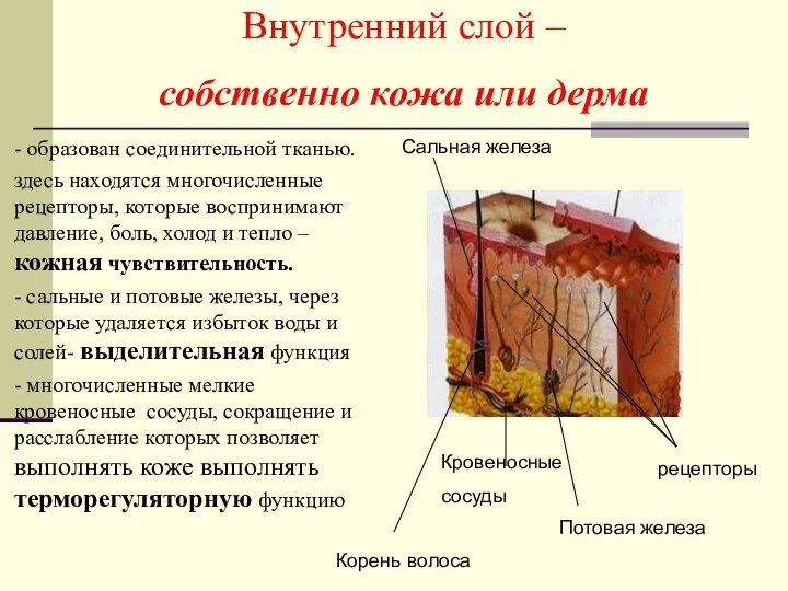 - образован соединительной тканью. здесь находятся многочисленные рецепторы, которые воспринимают давление, боль,