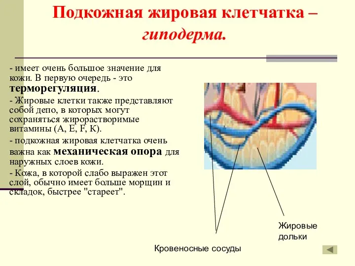 Подкожная жировая клетчатка – гиподерма. - имеет очень большое значение для кожи.