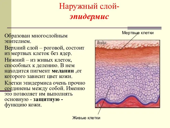 Наружный слой- эпидермис Образован многослойным эпителием. Верхний слой – роговой, состоит из