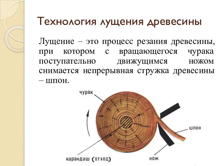 Технология лущения древесины Лущение – это процесс резания древесины, при котором с