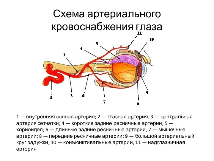 Схема артериального кровоснабжения глаза 1 — внутренняя сонная артерия; 2 — глазная