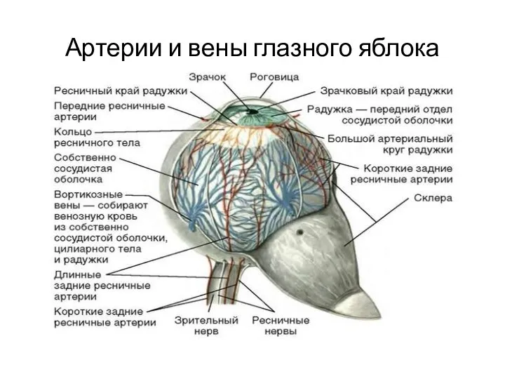 Артерии и вены глазного яблока