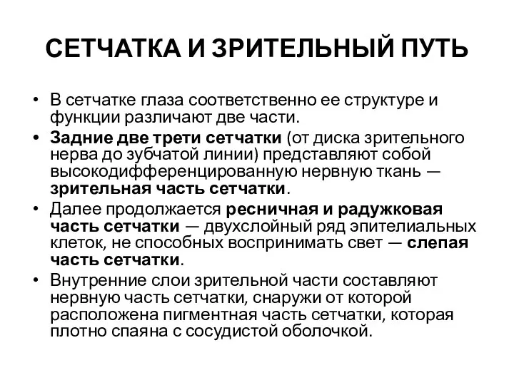 СЕТЧАТКА И ЗРИТЕЛЬНЫЙ ПУТЬ В сетчатке глаза соответственно ее структуре и функции