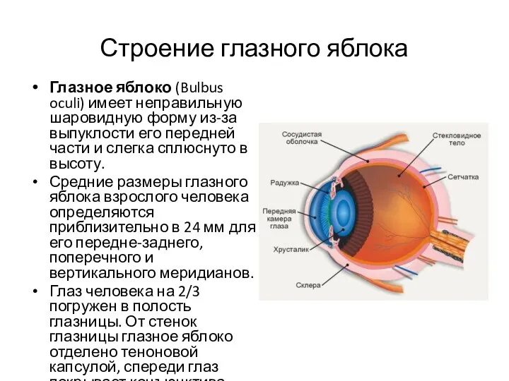 Строение глазного яблока Глазное яблоко (Bulbus oculi) имеет неправильную шаровидную форму из-за
