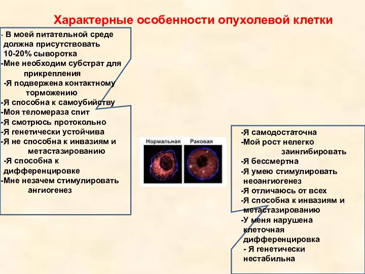 Характерные особенности опухолевой клетки В моей питательной среде должна присутствовать 10-20% сыворотка