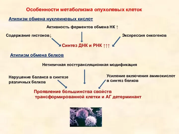 Особенности метаболизма опухолевых клеток Атипизм обмена нуклеиновых кислот Содержание гистонов↓ Экспрессия онкогенов