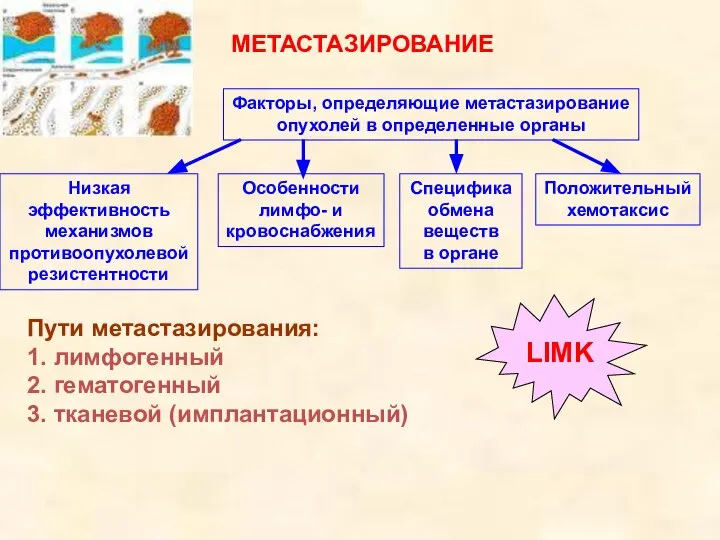 МЕТАСТАЗИРОВАНИЕ Факторы, определяющие метастазирование опухолей в определенные органы Специфика обмена веществ в