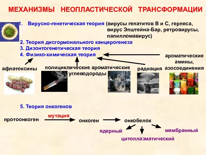 МЕХАНИЗМЫ НЕОПЛАСТИЧЕСКОЙ ТРАНСФОРМАЦИИ Вирусно-генетическая теория (вирусы гепатитов В и С, герпеса, вирус