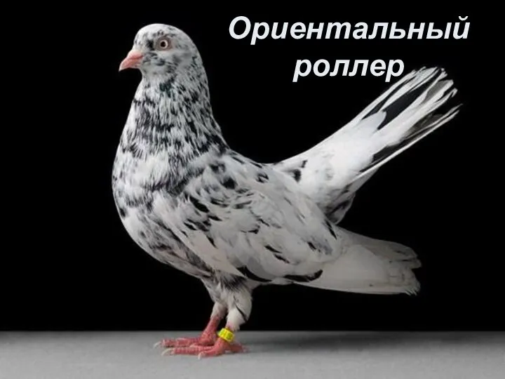 Ориентальный роллер